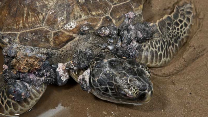 Sick turtle with fibro-papilloma virus in north Qld