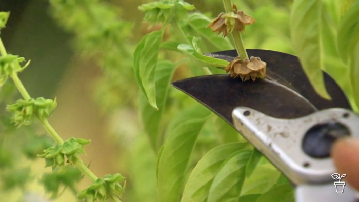 Secateurs snipping the top of a basil plant.