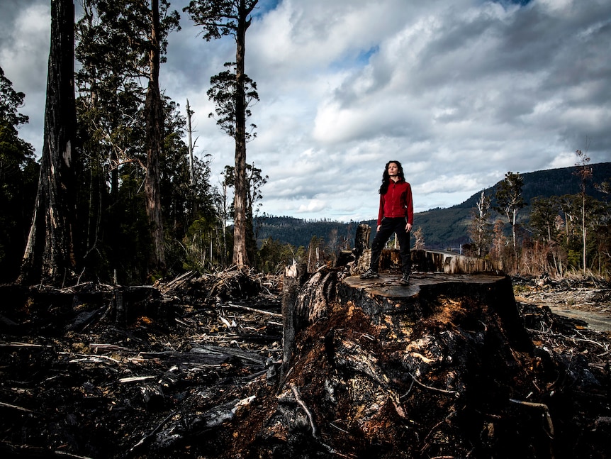 Photographic image from exhibition in which a young woman stands bold atop a huge tree stump in a logging coupe.