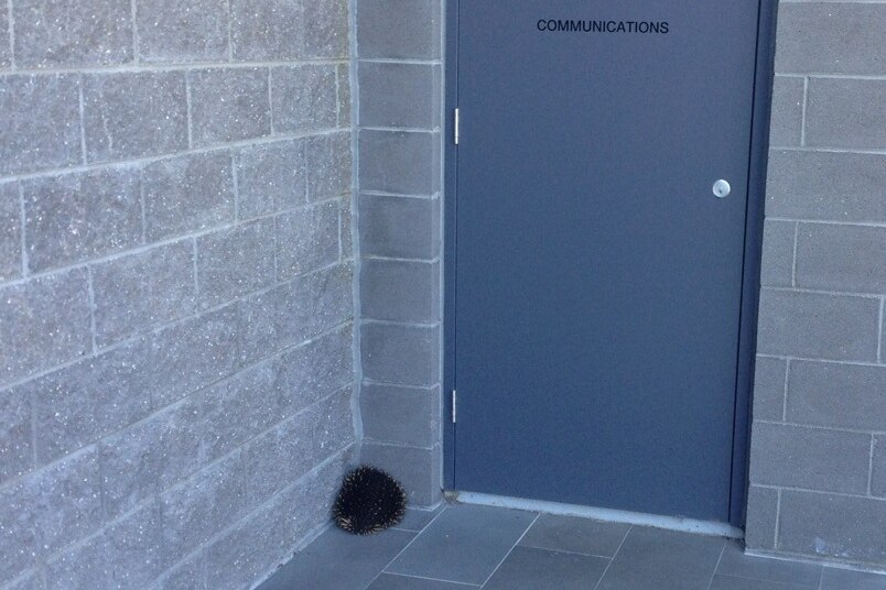 A frightened echidna at the University Hill shopping centre.