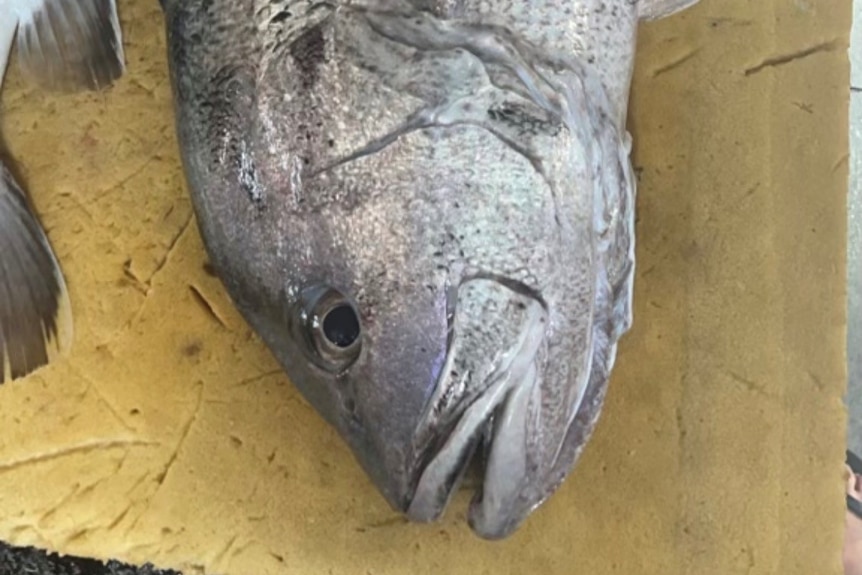 A freshly caught fish on a boat floor. It is silver. 