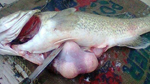 A Murray Cod with three golf balls inside its stomach on a hessian bag.