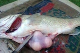 A Murray Cod with three golf balls inside its stomach on a hessian bag.