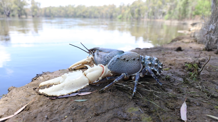 Murray Crayfish