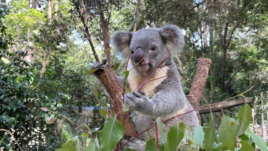 An image of a koala sitting in a tree with green leaves surrounding it and more trees in the background.