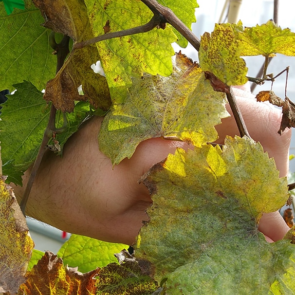 A close-up of a man's hand holding onto a grapevine with green leaves.