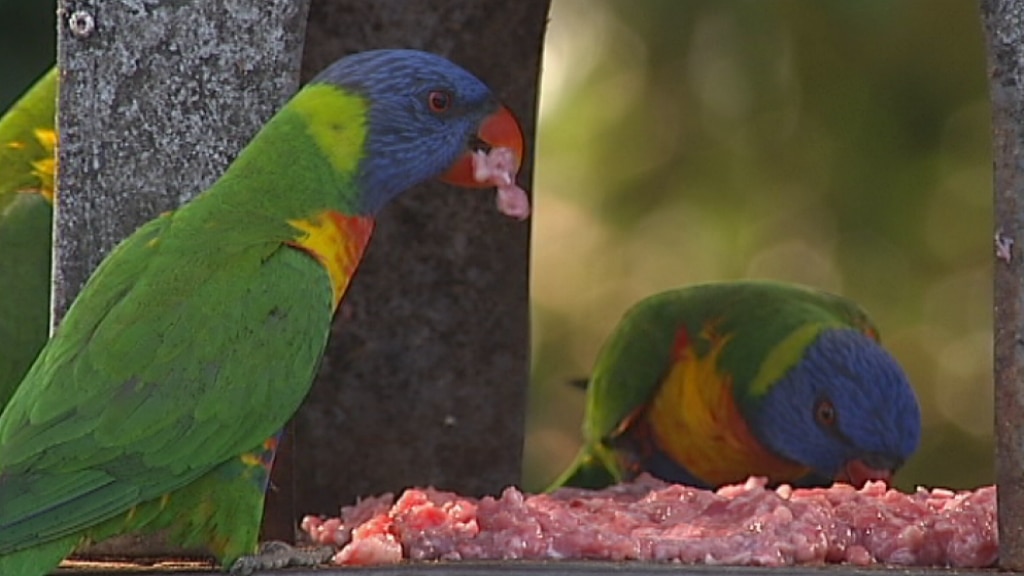 Elimbah 4516 Location ABC News