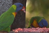 Rainbow lorikeets eat meat from a backyard feeding station