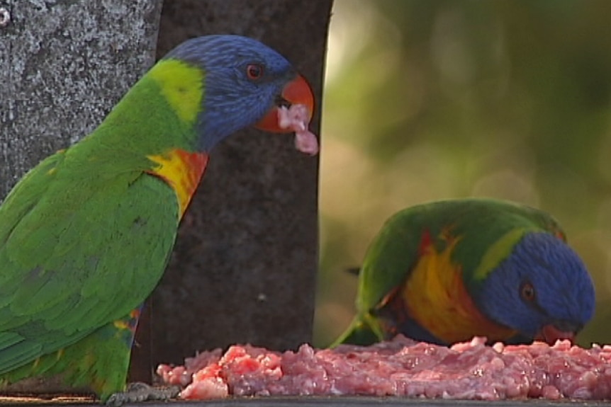 Rainbow lorikeets eat meat from a backyard feeding station