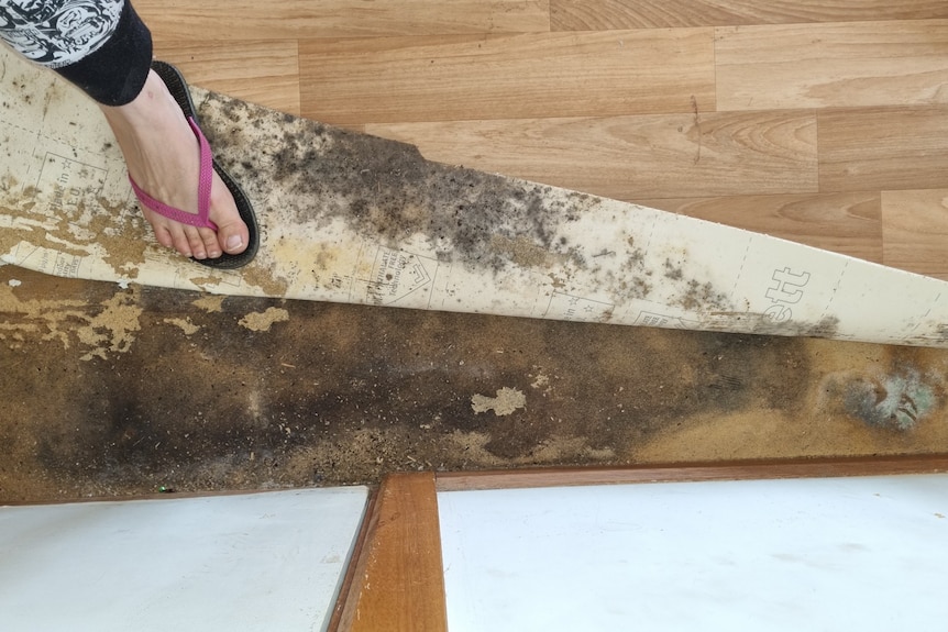 A person's foot holds back a bit of lino to reveal a mouldy floor underneath.