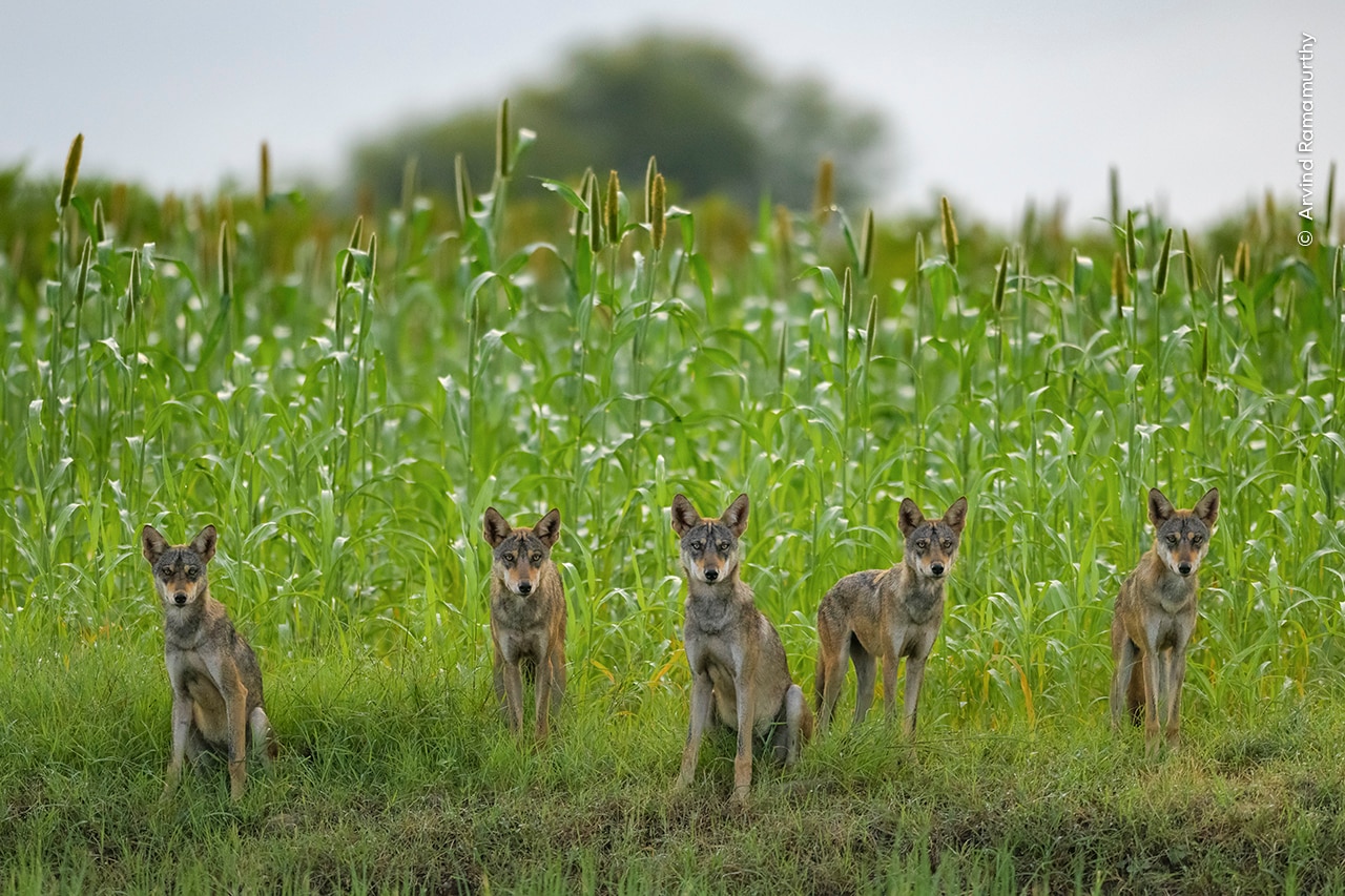 Members of an Indian wolf pack pause briefly as they play in fields in Bhigwan, India