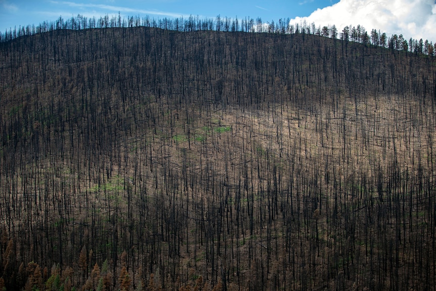 A large area of burnt trees. 