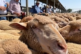 A Merino wether sheep with horns in the foreground with men looking at the pen of wethers being sold.