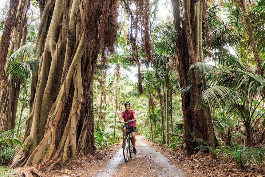 Cyclist under canopy of trees on Lord Howe Island