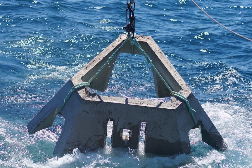 Five-thousand concrete blocks have been lowered to the sea floor to grow the abalone on