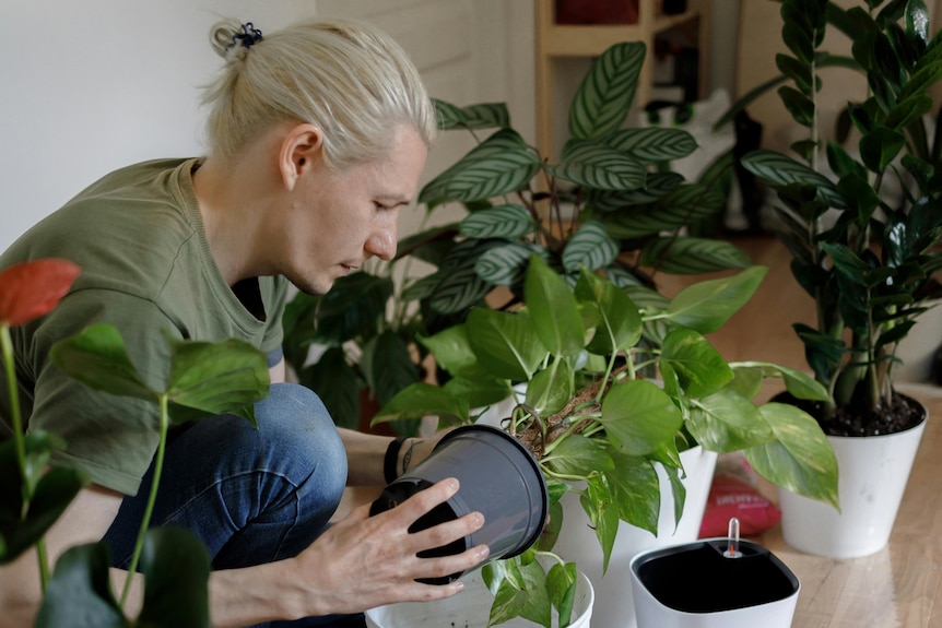 A man with light blonde hair crouches on the floor and pots houseplants in a living room.