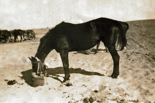 An old black and white image of Midnight eating rations during the campaign in WWI.