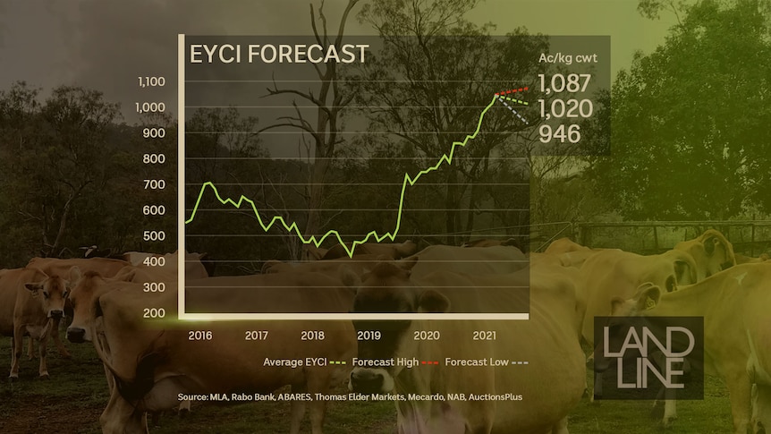 A graph showing the possibly movement of the Australian cattle price.