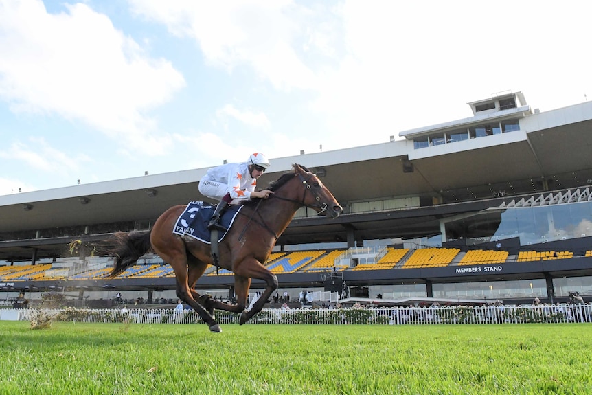 A jockey rides a horse to victory at Rosehill Racecourse without any spectators in the grandstand.