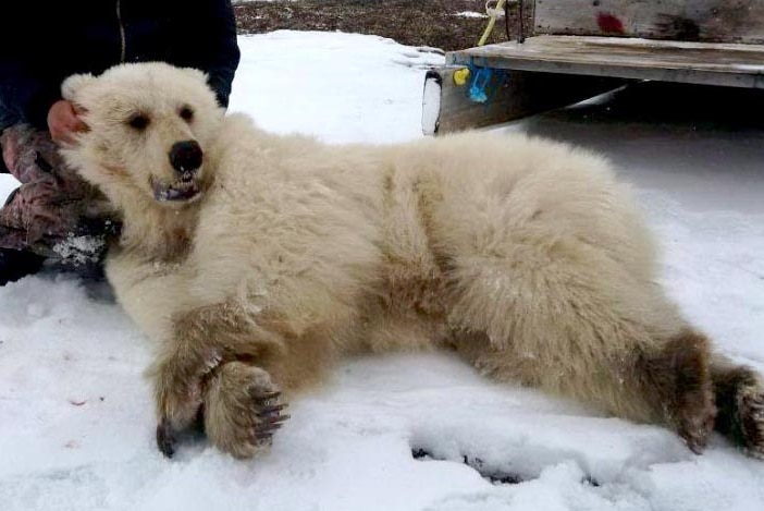 A hunter, not identifiablle, holds the head of a grizzly-polar bear hybrid as it lies dead on the snow-covered ground.