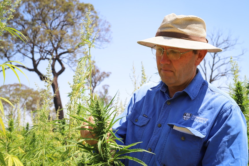 A man looks at a cannabis plant.