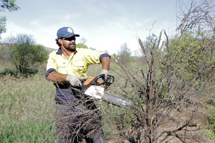 Santanol employee Michael Connelly works the chainsaw at the Indian sandalwood plantation.
