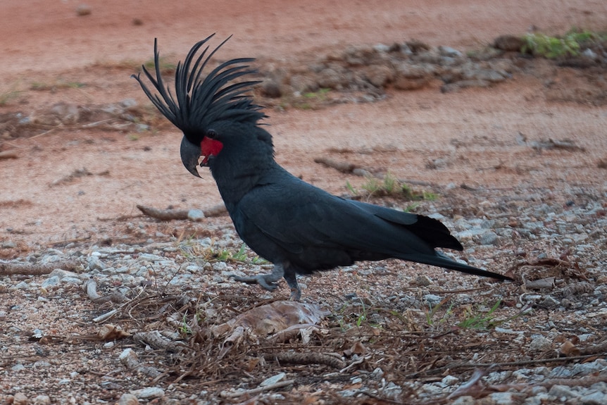 A close-up shot of a black cockatoo with a tall black crest and a dash of red under its eye.