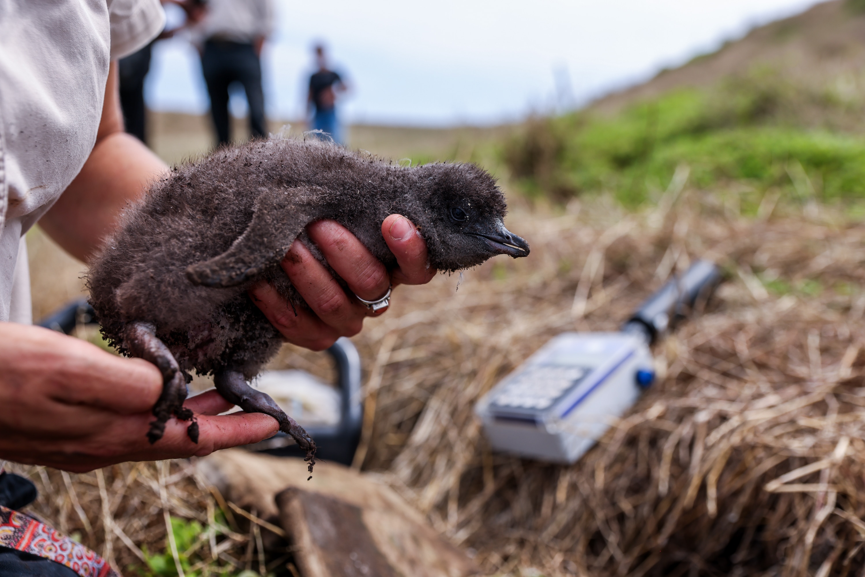 A fluffy grey little penguin, not yet fully grown, is held by two hands in an outdoor environment.