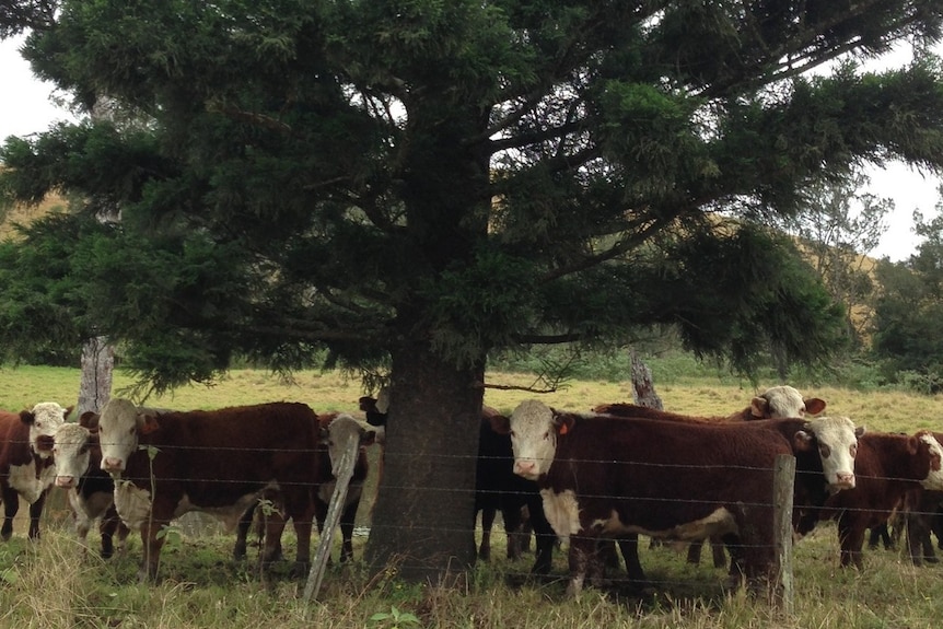 organic cattle grazing at Mallanganee near Casino