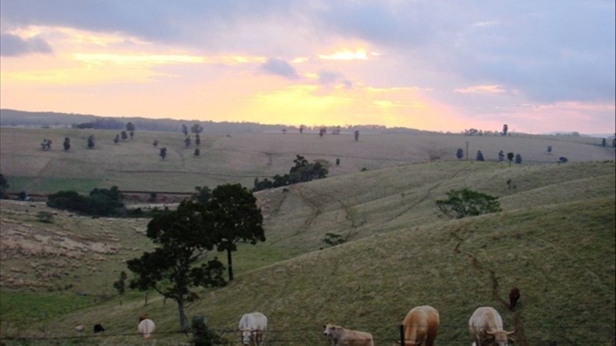 In the heart of dairy country on the Atherton Tableland, FNQ