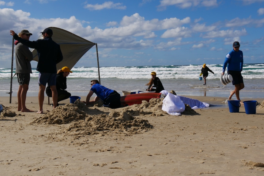 volunteers dig a trench for the whale and a sunshade is erected