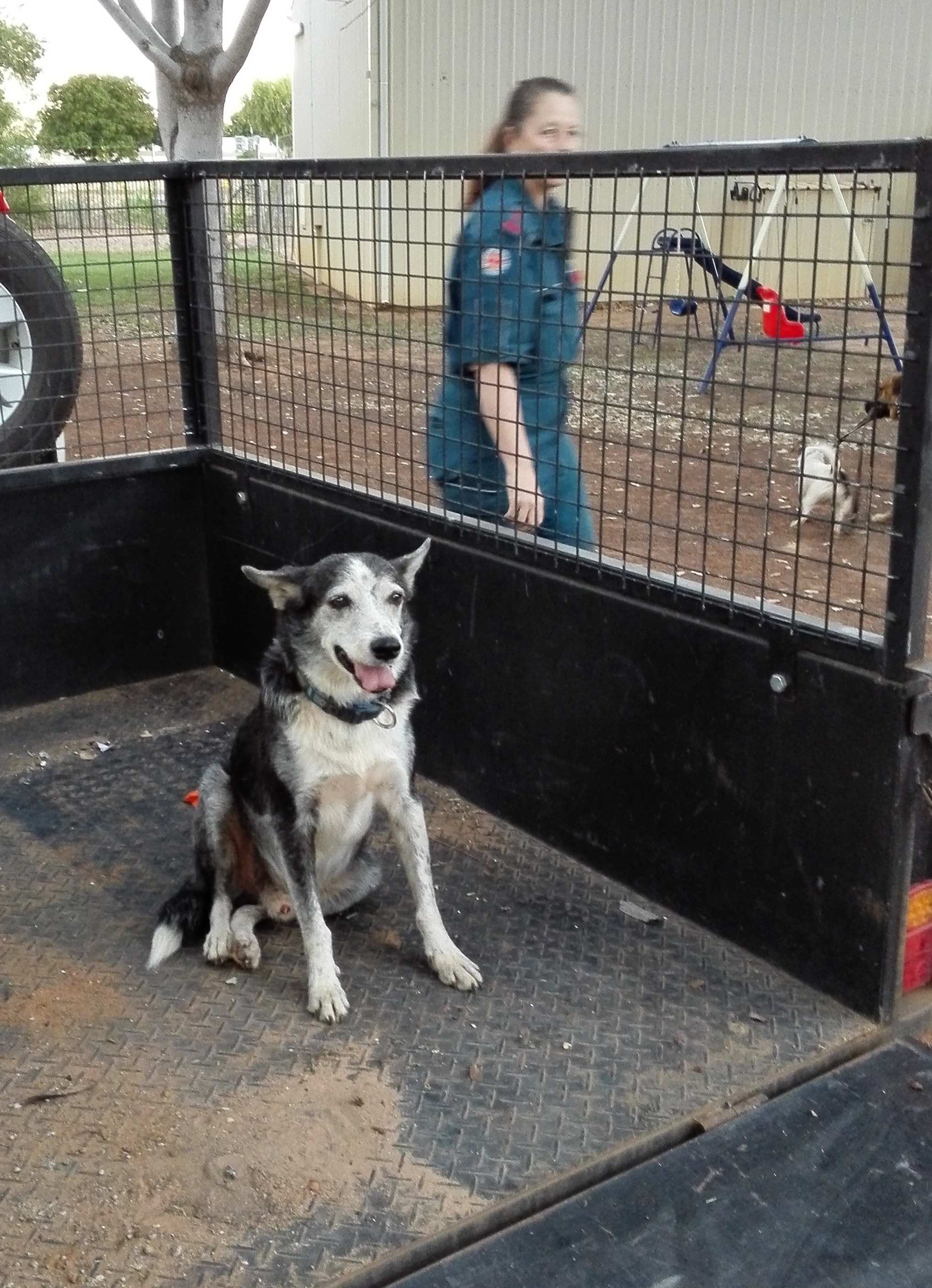 An old kelpie in the back of a trailer.