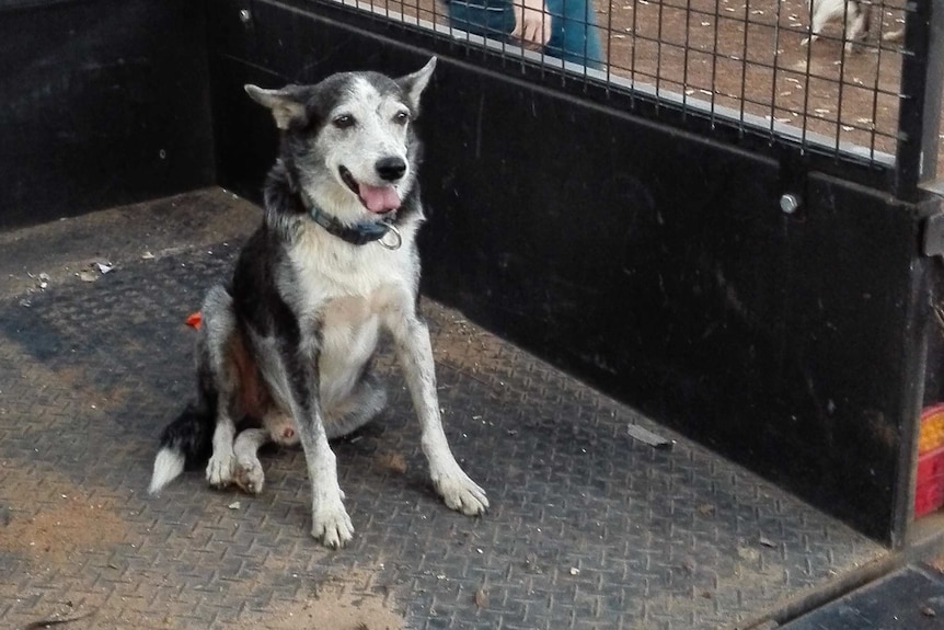 An old kelpie in the back of a trailer.