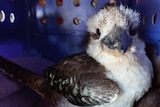 A front-on image of a kookaburra sitting in a container