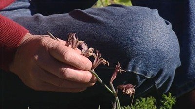 Gladiolus odoratus