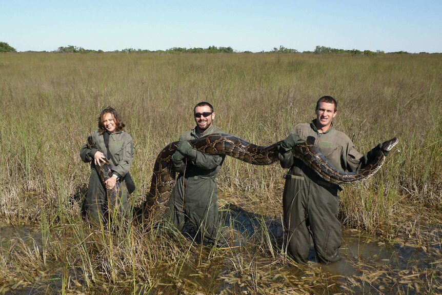 A Burmese python captured in the Florida Everglades
