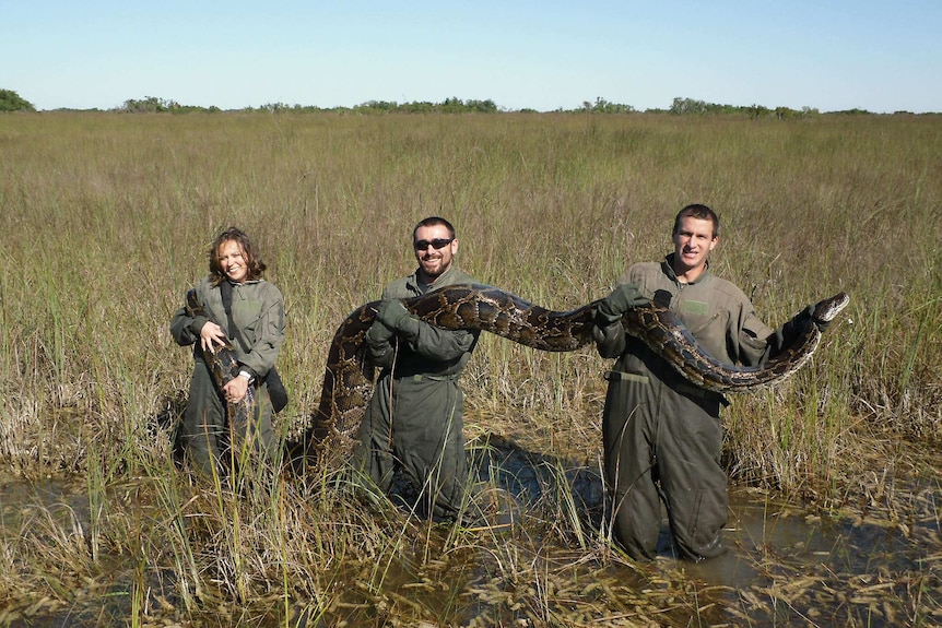 A Burmese python captured in the Florida Everglades