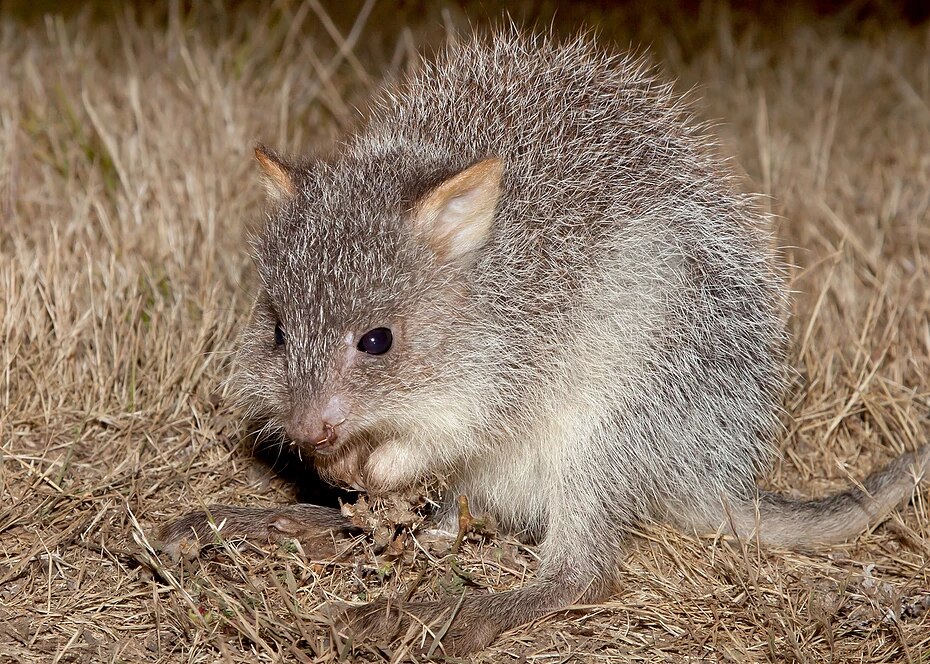 A cute rufous bettong, a small grey, furry animals that looks like a cross between a wallaby and a rat.