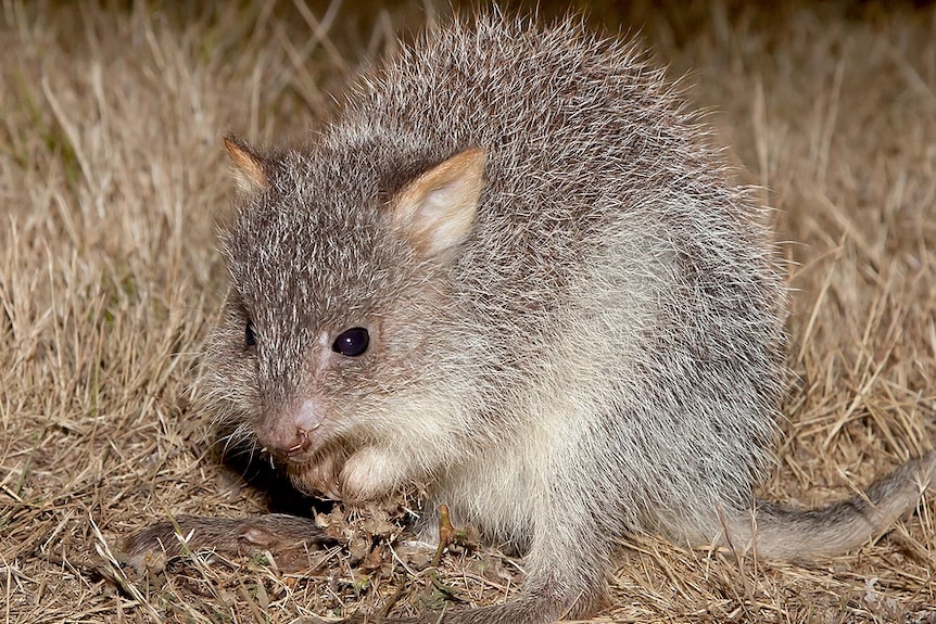 A cute reddish bettong, a small gray furry animal that looks like a cross between a wallaby and a rat.