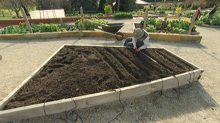 The Patch: Spring Vegies - Gardening Australia