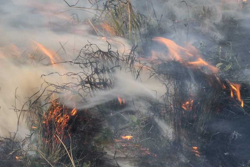 Close up of long native grass burning
