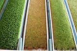 Overhead view of Alan Smith's seed trays at various stages of growth.