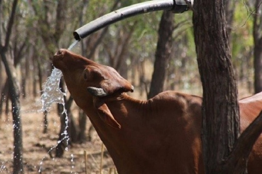 Brahman cow drinking from a mounted hose