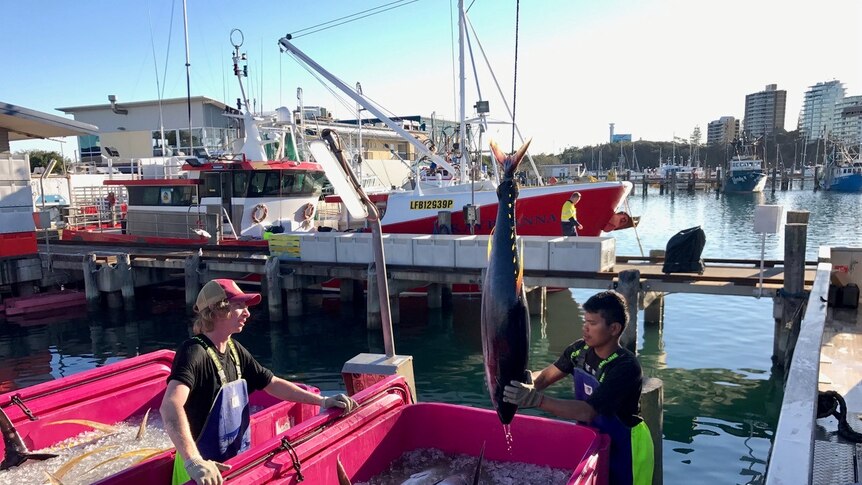 Some of the tuna caught in the Cora Sea by fisherman Pavo Walker's crew, seen here being sorted in Mooloolaba.