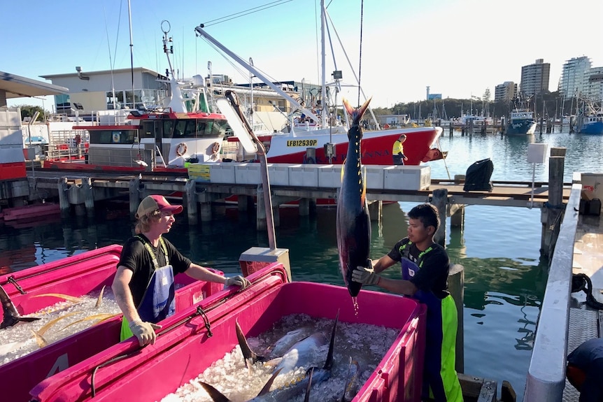 Some of the tuna caught in the Cora Sea by fisherman Pavo Walker's crew, seen here being sorted in Mooloolaba.