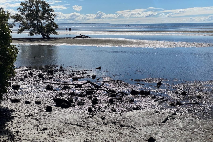 Nudgee Beach foreshore inside Moreton Bay Marine Park