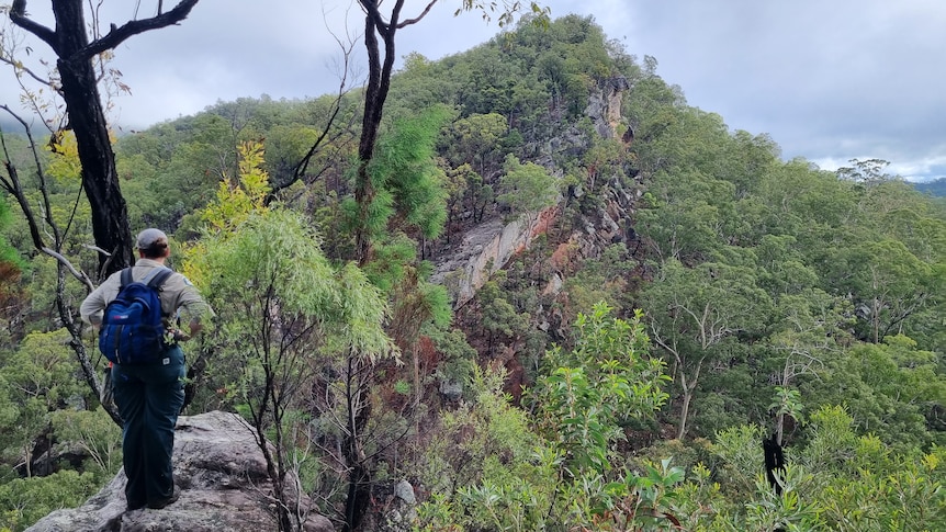Woman standing on rock ledge looking out to green bushland