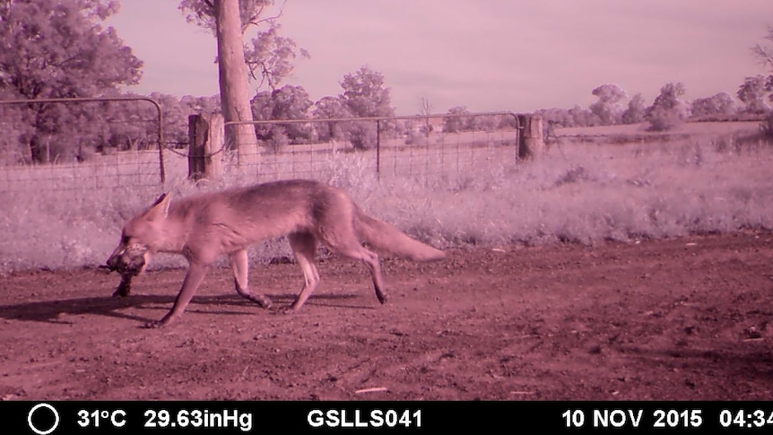 Shot of fox on a dirt road with a bird in its mouth