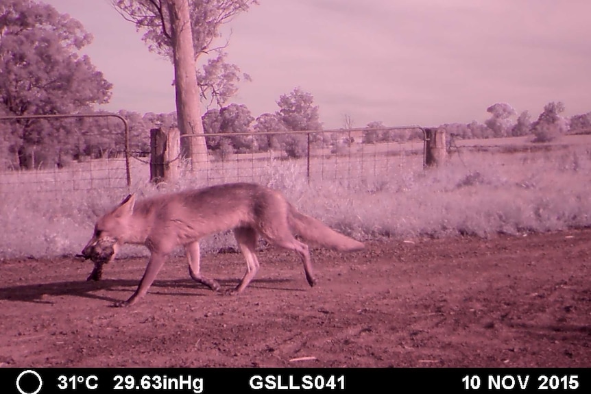 Shot of fox on a dirt road with a bird in its mouth