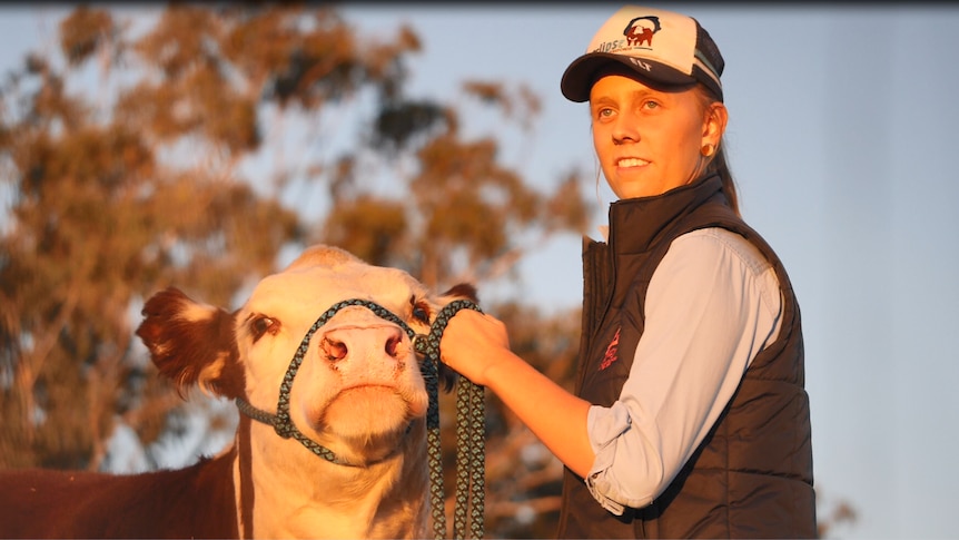 A young woman in a cap holds a cow by a leash.